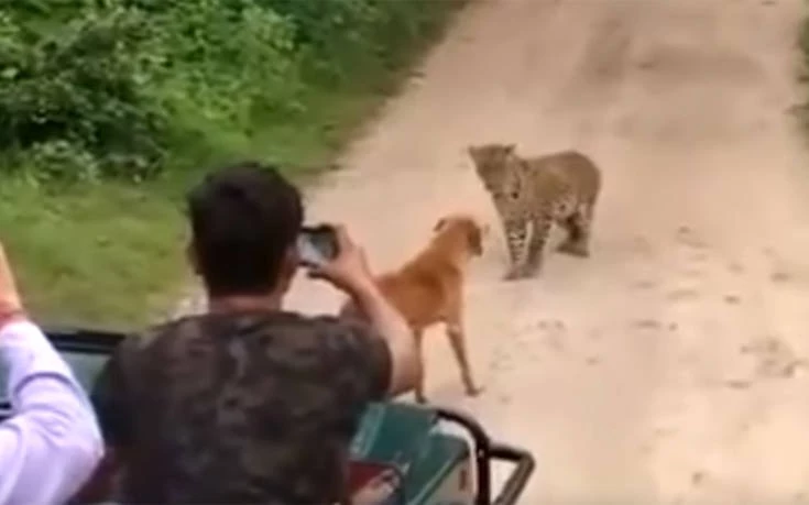 Σκύλος με άγνοια κινδύνου τα βάζει με… λεοπάρδαλη (βίντεο)